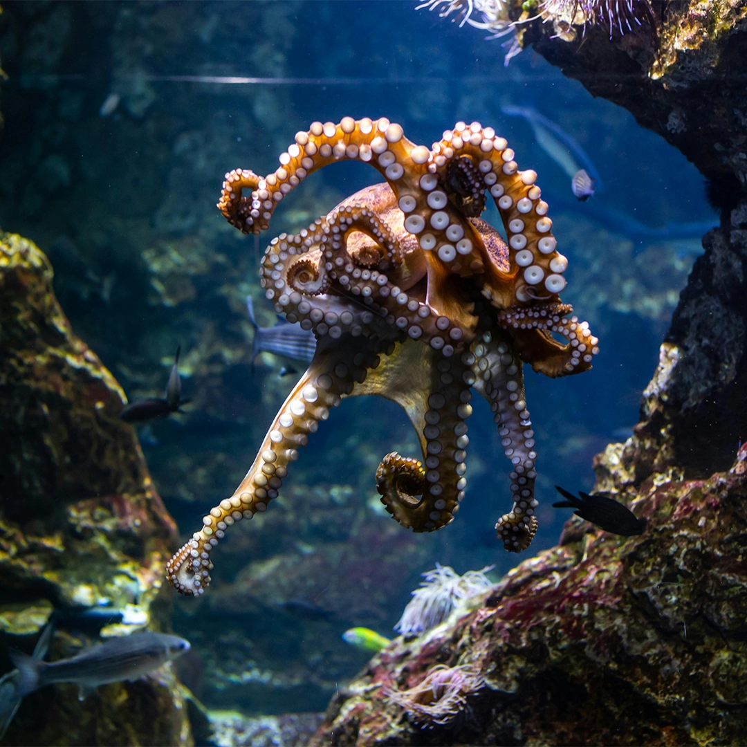 origen y sostenibilidad home