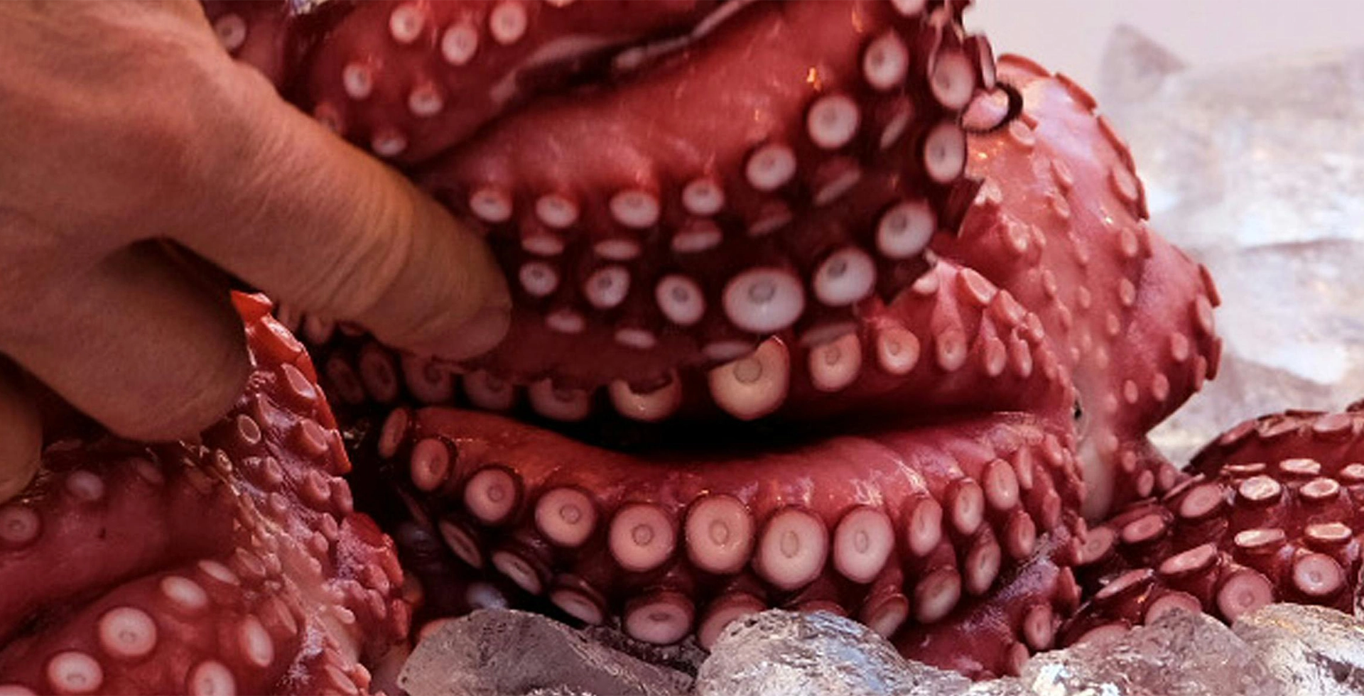 banner origen sostenibilidad